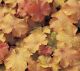 Heuchera v 'Caramel'