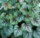 Heuchera a Dale's Strain