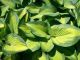Hosta x 'Paul's Glory'
