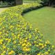Hypericum calycinum 1 QT