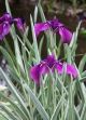Iris ensata 'Variegata'