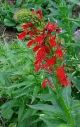 Lobelia siphilitica 1QT