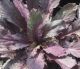 Lobelia s 'Big Blue'