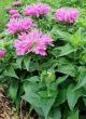 Monarda d 'Petite Delight'