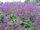 Salvia v' Purple Rain'