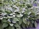 Stachys b 'helene Von Stein'