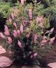 Clethra a 'Ruby Spice' #3