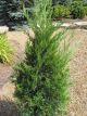 Juniperus h 'Bar Harbor' #2