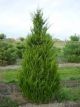 Juniperus com.  'Blueberry Del