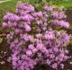 Rhododendron x PJM #3