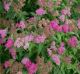 Spirea j 'DBL Red' #3