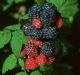Rubus o 'Bristol' Black #2