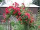 Rosa Climber 'Blaze' #3