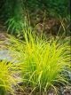 Carex e. 'Bowles Golden'