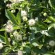 Cephalanthus 'Sugar Shack' #3