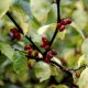 Lindera Benzoin #2