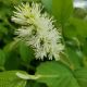 Fothergilla g. gardenii