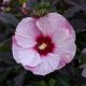 Hibiscus 'Perfect Storm' #3