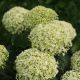 Hydrangea a 'Limetta' #3