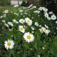 Leucanthemum s 'Becky'