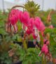 Dicentra spectablis