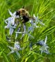 Amsonia hubrichtii