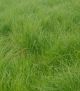 Carex Appalachica