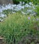 Carex l. Bunny Blue