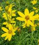 Coreopsis v 'Zagreb'