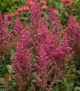 Astilbe c 'Vision in Red'