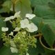 Hydrangea q. 'Snow Queen' #2