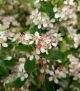 Aronia m. 'Ground Hog' 8
