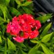 Phlox p. Volcano' Ruby'