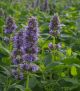 Agastache x 'Blue Fortune' #2