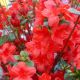 Azalea 'Stewartstonian' #5