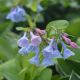 Mertensia virginica 1qt