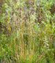 Deschampsia cespitosa