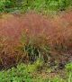 Eragrostis spectabilis