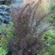 Physocarpus 'Little Devil' #5