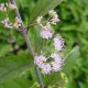 Callicarpa 'Early Amethyst' #3