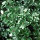 Ilex v 'Jim Dandy' #2