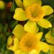 Hypericum 'Sunny Boulevard' #2