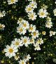 Coreopsis v 'Polaris'