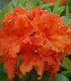 Azalea 'Gibraltar' #2