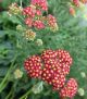 Achillea 'Strawberry Seduction