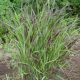 Panicum v 'Shenandoah'