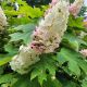 Hydrangea q. 'Alice' #10