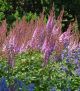 Astilbe c 'Purple Candles' #2