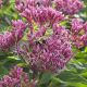 Eupatorium d 'Baby Joe'