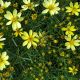 Coreopsis v 'Moonbeam’ #2